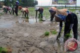 Sejumlah buruh tani menanam padi saat musim tandur di areal sawah Kecamatan Jatisari, Kabupaten Karawang, Jabar. Para pemilik sawah biasanya menyewa pasukan tandur untuk menanam padi, karena saat ini sulit mencari masyarakat yang bisa menandur. Pasukan tandur ialah sekelompok masyarakat yang memiliki keahlian menanam padi, dan untuk menggunakan jasa pasukan tandur harus melalui koordinator kelompok tersebut.   (Foto Antara/M. Ali Khumaini)