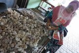 Pedagang membuang kulit bawang putih di Pasar Sumberkolak, Panarukan, Situbondo, Jawa Timur, Sabtu (6/5). Naiknya harga bawang putih dari Rp28.000 menjadi Rp49.000 per Kg membuat penjualan bawang putih menurun menjadi satu sak ukuran 20 Kg per hari dari sebelumnya bisa menjual tiga-empat sak ukuran 20 Kg per hari.
Antara Jatim/Seno/zk/17.