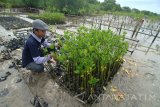 Aktivis lingkungan menyiapkan bibit mangrove saat akan dilakukan penanaman di  Pantai Desa Lembung, Galis, Pamekasan, Jawa Timur, Senin (7/5).  Penanaman 3.000 mangrove yang digagas komunitas Sabuk Hijau Galis Lembung itu, melibatkan Dinas Lingkungan Hidup setempat,  aktivis mahasiswa, santri dan pemulung. Antara Jatim/Saiful Bahri/zk/17
