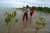 Aktivis lingkungan menyiapkan bibit mangrove saat akan dilakukan penanaman di  Pantai Desa Lembung, Galis, Pamekasan, Jawa Timur, Senin (7/5).  Penanaman 3.000 mangrove yang digagas komunitas Sabuk Hijau Galis Lembung itu, melibatkan Dinas Lingkungan Hidup setempat,  aktivis mahasiswa, santri dan pemulung. Antara Jatim/Saiful Bahri/zk/17