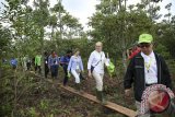 Restorasi gambut masuki fase pembuatan sekat kanal