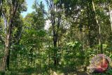 Perlu Bangun Pemahaman Bersama Lestarikan Hutan