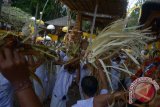 Sejumlah warga saling memukulkan 'Sampian' atau bagian sesajen berbahan janur dalam tradisi perang 'Sampian' di Pura Samuan Tiga, Desa Bedulu, Gianyar, Bali, Sabtu (13/5). Tradisi setahun sekali tersebut untuk penyucian alam dan mengembalikan keharmonisan sekaligus mempererat persaudaraan. ANTARA FOTO/Wira Suryantala/17.