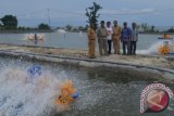 Petani Parimo butuh 80 juta ekor bibit udang