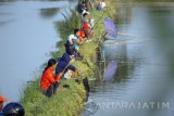 Warga memancing di tambak ikan bandeng, Gresik, Jawa Timur, Minggu (21/5). Sejumlah tambak bandeng berisi aneka ikan budidaya disewakan untuk para penghobi memancing dengan biaya mulai Rp30 ribu hingga Rp90 ribu dengana durasi mulai pukul 02.00 WIB hingga 16.00 WIB, khusus pada Sabtu-Minggu atau hari libur tertentu Antara Jatim/Destyan Sujarwoko/zk/17