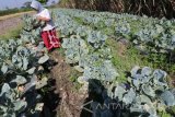 Petani memanen sayur bunga kol berumur 53 hari yang pucuk daunnya mulai mengering di area persawahan Desa Ngasem, Kediri, Jawa Timur, Selasa (23/5). Bunga kol berukuran masih kecil yang normalnya dipanen pada umur 65 hari tersebut terpaksa dipanen lebih dini guna menekan kerugian akibat layunya tanaman karena serangan embun upas (downy mildew) yang sering muncul saat malam hari pada musim pancaroba. Antara Jatim/Prasetia Fauzani/zk/17