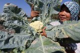 Petani memanen sayur bunga kol berumur 53 hari yang pucuk daunnya mulai mengering di area persawahan Desa Ngasem, Kediri, Jawa Timur, Selasa (23/5). Bunga kol berukuran masih kecil yang normalnya dipanen pada umur 65 hari tersebut terpaksa dipanen lebih dini guna menekan kerugian akibat layunya tanaman karena serangan embun upas (downy mildew) yang sering muncul saat malam hari pada musim pancaroba. Antara Jatim/Prasetia Fauzani/zk/17