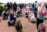 Forum Komunitas Hijau (FKH) Ijejela Bahalap Barito Kuala, Kalimantan Selatan bersama dan Mahasiswa Pencita Alam Universitas Lambung Mangkurat (ULM) menanam 1.000 pohon di hutan mangrove Desa Kuala Lupak, Kecamatan Tabunganen, Minggu (21/5). Foto:Antaranews Kalsel/Arianto/G.