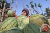 Seorang petani menata buah semangka hasil panen di kebun miliknya di Desa Peunaga Pasi, Kecamatan Meureubo, Aceh Barat, Aceh, Senin (29/5). Semangka hasil panen tersebut dijual Rp.1.500 - Rp 2.000 per kilogram. (ANTARA FOTO/Syifa Yulinnas)