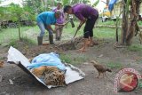 Petugas BBKSDA Riau menggali tanah untuk menguburkan seekor anak harimau Sumatera (Panthera tigris sumatrae) yang mati setelah menjalani perawatan di klinik satwa BBKSDA Riau di Pekanbaru, Riau, Jumat (26/5). Anak harimau Sumatera tersebut ditemukan warga diarea perkebunan dengan kondisi sakit. (Antara Foto)