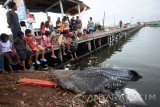 Seorang bocah berada didepan bangkai dari hiu tutul (Rhincodon typus) yang terdampar di tepi Pelabuhan Rakyat Kroman, Gresik, Jawa Timur, Selasa (30/5). Menurut warga, hiu tutul dengan panjang 6,5 meter dan berat sekitar 1,5 ton tersebut terdampar disekitar tepian pantai yang kemuadian ditarik ketepi karena posisi sudah mati. Antara Jatim/M Risyal Hidayat/zk/17