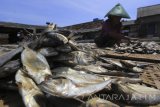  Pekerja menjemur ikan di Muncar, Banyuwangi, Jawa Timur, Jumat (9/6). Pengusaha ikan asin di daerah itu mengaku kesulitan bahan baku ikan karena nelayan sepi tangkapan, sehingga mengandalkan ikan hasil cold sturage (ikan beku) pabrik yang harganya jauh lebih mahal. Antara Jatim/Budi Candra Setya/zk/17.