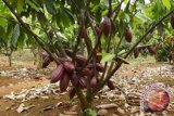 Waykanan Penghasil Kakao Terbesar Kelima Di Lampung