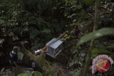 Sejumlah relawan dari International Animal Rescue (IAR) Ketapang membawa kandang berisi satu dari dua individu Orangutan (pongo pygmaeus) yang hendak dilepasliarkan di hutan Taman Nasional Bukit Baka Bukit Raya (TNBBBR), Kabupaten Melawi, Kalbar, Jumat (9/6). IAR Indonesia bersama Balai Taman Nasional Bukit Baka Bukit Raya (TNBBBR) dan Balai Konservasi dan Sumber Daya Alam (BKSDA) Kalbar melepasliarkan dua individu orangutan (Pongo Pygmaeus) yaitu Amin dan Shila yang telah menjalani rehabilitasi di Pusat Penyelamatan dan Rehabilitasi IAR Indonesia untuk mengembalikan sifat alami orangutan. ANTARA FOTO/Humas IAR Indonesia-Rudiansyah/jhw/17