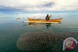 Seekor Hiu Paus (Whale Shark) mendekati perahu nelayan di pantai Botubarani, Kabupaten Bone Bolango, Gorontalo. Tujuh ekor Hiu Paus kembali terpantau mendatangi pesisir pantai tersebut untuk mencari makan setelah dua bulan tidak terlihat. (ANTARA FOTO/Adiwinata Solihin)