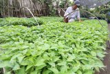 Petani menata bibit cabai hasil penyemaian berusia 30 hari di Desa Pandantoyo, Kediri, Jawa Timur, Rabu (14/6). Hasil penyemaian bibit cabai di tempat tersebut menguning dan sedikitnya 20 persen sisanya mengering akibat terkena embun upas (downy mildew) yang sering muncul saat malam hari pada musim pancaroba. Antara Jatim/Prasetia Fauzani/zk/17