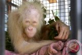 Kondisi Kesehatan orangutan Albino terus membaik