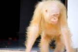 Gerakan Orangutan Albino Mulai Terlihat Lincah