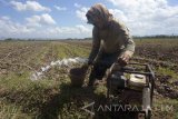 Petani menyirami bibit tanaman palawija miliknya di areal pertanian Tulungagung, Jawa Timur, Minggu (18/6). Awal kemarau menyebabkan beberapa jaringan irigasi kering sehingga petani mengandalkan sediaan air bawah tanah untuk menjaga agar permukaan lahan tidak kering. Antara jatim/Destyan Sujarwoko/zk/17