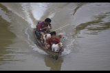 Warga keturunan suku Dayak Kenyah Uma'lung menggunakan perahu untuk berladang di Desa Setulang Malinau, Kalimantan Timur, Rabu (21/6). Sebagian besar masyarakat Dayak di desa tersebut bekerja sebagai petani. ANTARA FOTO/Zabur Karuru/ama/17