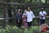 Presiden Joko Widodo (kedua kanan) bersama Ibu Negara Iriana Joko Wododo serta putranya, Kaesang Pangarep (kanan) dan Kahiyang Ayu mengunjungi Pusat Primata Schmutzer di Kebun Binatang Ragunan Jakarta, Kamis (29/6). Presiden Jokowi memanfaatkan libur lebaran untuk mengunjungi Kebun Binatang Ragunan bersama keluarga. ANTARA FOTO/Wahyu Putro A/wdy/17