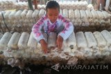 Seorang warga melihat jamur tiram (Pleurotus ostreatus) di Desa Kemiri, Singojuruh, Banyuwangi, Jawa Timur, Minggu (2/7). Pembudidaya jamur tiram tersebut mengaku kewalahan memenuhi permintaannya yang terus meningkat paska Lebaran, yaitu dari 60 kg - 130 Kg per hari dengan harga jual Rp12.000 per Kg. Antara Jatim/Seno/zk/17.