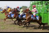 Sejumlah joki memacu kuda dalam Pacuan Kuda dalam rangka Idul Fitri di Lapangan Sawojajar, Malang, Jawa Timur, Minggu (2/7). Pacuan kuda yang diadakan untuk memberikan tontonan kepada masyarakat pada akhir libur Lebaran tersebut mempertandingkan sejumlah kelas antara lain kuda lokal, kuda impor serta kuda silang. ANTARA FOTO/Ari Bowo Sucipto/ama/17.

