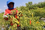 Petani memetik cabai rawit di area persawahan Desa Ngasem, Kediri, Jawa Timur, Selasa (4/7). Pasca lebaran harga cabai rawit di tingkat petani terus mengalami penurunan dari sebelumnya Rp27.000 per kg menjadi hanya Rp16.000 per kg akibat masih berlimpahnya stok cabai rawit di pasaran. Antara Jatim/Prasetia Fauzani/zk/17