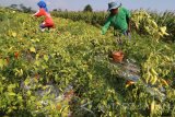 Petani memetik cabai rawit di area persawahan Desa Ngasem, Kediri, Jawa Timur, Selasa (4/7). Pasca lebaran harga cabai rawit di tingkat petani terus mengalami penurunan dari sebelumnya Rp27.000 per kg menjadi hanya Rp16.000 per kg akibat masih berlimpahnya stok cabai rawit di pasaran. Antara Jatim/Prasetia Fauzani/zk/17