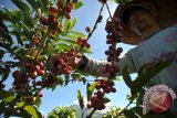 Petani saat memanen biji kopi robusta di Bengkolan Dua, Gunung Tujuh, Kerinci, Jambi. Data Kementerian Pertanian (Kementan) menyebutkan, Indonesia merupakan penghasil kopi terbesar keempat setelah Brazil, Vietnam, dan Kolombia. (ANTARA FOTO/Wahdi Septiawan/Dok).