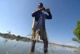 Nelayan menjaring ikan tambak ikan Desa Polagan, Galis, Pamekasan, Jatim, Kamis  (13/7). Dalam sepekan terakhir permintaan ikan tambak seperti ikan bandeng yang dijual Rp20.000 per kg dan ikan mujair Rp15.000 per kg meningkat hingga 20 persen dibanding bulan-bulan sebelumnya menyusul minimnya tangkapan ikan laut akibat cuaca.  Antara Jatim/Saiful Bahri/zk/17