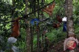 Sejumlah Orangutan Sumatera (pongo abelii) menjalani proses rehabilitasi di pusat karantina Orangutan Sumatera di Desa Batu Mbelin, Sibolangit, Deli Serdang, Sumatera Utara. Sekitar 48 ekor Orangutan Sumatera yang didapat akibat konflik dengan manusia di tempat tersebut dirawat secara intensif sebelum dilepas secara bebas di hutan (Antara Foto/Septianda)