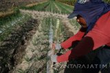 Petani memasang perangkap hama dari botol minuman bekas yang diolesi dengan lem tikus di lahan pertanian bawang merah, Desa Paron, Kediri, Jawa Timur, Rabu (12/7). Perangkap hama ramah lingkungan tersebut efektif mengendalikan serangan ulat atau larva yang ditimbulkan oleh ngengat dan lalat daun sehingga dapat mengurangi penggunaan pestisida kimia hingga 60 persen. Antara Jatim/Prasetia Fauzani/zk/17
