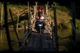 Warga berkendara di atas jembatan sesek bambu yang membelah Sungai Bengawan Solo di Desa Lengking, Bulu, Sukoharjo, Jawa Tengah, Minggu (16/7). Jembatan bambu yang menghubungkan Kecamatan Bulu dan Nguter tersebut digunakan masyarakat sekitar untuk mempersingkat jarak tempuh. ANTARA FOTO/Mohammad Ayudha/kye/17.