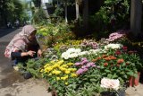 Pengunjung memilih bunga di sebuah kios pasar bunga dan tanaman hias di Kota Madiun, Jawa Timur, Minggu (16/7). Di lokasi tersebut terdapat sekitar 50 kios bunga dan tanaman hias, dan setiap hari Minggu atau libur banyak dikunjungi warga yang memanfaatkan waktu untuk berbelanja bunga dan tanaman hias. Antara Jatim/Foto/Siswowidodo/zk/17