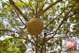 Petani memanen buah durian yang sudah matang di lahan perkebunan Gunung Kulu, Desa Tunong Kalau, Lhoong, Aceh Besar, Aceh, Sabtu (22/7/2017). Panen buah durian seharga Rp10.000 - Rp12.000 itu berlangsung serentak di beberapa kabupaten di Aceh. (ANTARA FOTO/Ampelsa)