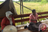 Kelompok petani perempuan dari Desa Tekudak, Kecamatan Kalis, Kabupaten Kapuas Hulu mencoba teknologi Hazton dalam bercocok tanam padi di daerahnya pada musim gadu dan mengakui hasil panennya cukup memuaskan meski harus berhadapan dengan serangan bermacam-macam hama. (Foto Antara Kalbar/Nurul Hayat)