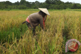 Kelompok petani perempuan dari Desa Tekudak, Kecamatan Kalis, Kabupaten Kapuas Hulu mencoba teknologi Hazton dalam bercocok tanam padi di daerahnya pada musim gadu dan mengakui hasil panennya cukup memuaskan meski harus berhadapan dengan serangan bermacam-macam hama. (Foto Antara Kalbar/Nurul Hayat)