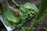 Pekerja perempuan memetik daun Tembakau Bawah Naungan (TBN) di Ajung, Jember, Jawa Timur, Rabu (26/7). Selama musim tembaku, banyak pekerja musiman terutama perempuan memanfaatkan waktu luangnya dengan memetik daun tembakau.
Antara Jatim/Seno/zk/17.