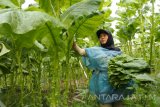 Pekerja perempuan memetik daun Tembakau Bawah Naungan (TBN) di Ajung, Jember, Jawa Timur, Rabu (26/7). Selama musim tembaku, banyak pekerja musiman terutama perempuan memanfaatkan waktu luangnya dengan memetik daun tembakau.
Antara Jatim/Seno/zk/17.