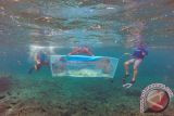 BPBL Lombok Lepas 15.000 Ekor Spat Kerang Mutiara 