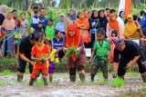 Sejumlah Forum Pimpinan Daerah bersama anak-anak menanam padi bersama saat Pagelaran Makarya Tani di Songgon Banyuwangi, Jawa Timur, Kamis (27/7). Kegiatan menanam padi lintas generasi tersebut, bertujuan untuk mengenalkan pertanian kepada kaum muda guna menjaga ketahanan pangan dimasa mendatang. Antara Jatim/Budi Candra Setya/zk/17.