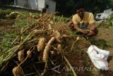 Petani panen kacang tanah di Kelurahan Gladak Anyar, Pamekasan, Jawa Timur, Jumat  (28/7). Dalam sepekan terakhir harga kacang tanah naik dari Rp8.000 ribu per kg dengan kulit menjadi Rp9.000 per kg dengan kulit menyusul menimnya stok ditingkat petani akibat produksi terkendala cuaca. Antara Jatim/Saiful Bahri/zk/17