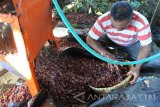 Seorang petani mengumpulkan kulit biji kopi (Cascara) di Desa Sukorejo, Sumber Wringin, Bondowoso, Jawa Timur, Jumat (28/7). Petani kopi Bondowoso memanfaatkan kulit biji kopi untuk kemudian dikeringkan dan dibuat minuman seperti teh yang dijual Rp80.000 per Kg yang berkhasiat sebagai antioksidan. Antara Jatim/Seno/17.
