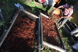Seorang petani menjemur kulit biji kopi (Cascara) di Desa Sukorejo, Sumber Wringin, Bondowoso, Jawa Timur, Jumat (28/7). Petani kopi Bondowoso memanfaatkan kulit biji kopi untuk kemudian dikeringkan dan dibuat minuman seperti teh yang dijual Rp80.000 per Kg yang berkhasiat sebagai antioksidan. Antara Jatim/Seno/zk/17.