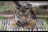 Harimau Sumatera (panthera tigris sumatrae) bernama Leony beristirahat di enklosur seluas 50x50 meter di Pusat Rehabilitasi Harimau Sumatera Dharmasraya (PR-HSD) di Dharmasraya, Sumatera Barat, Sabtu (29/7). Leony yang merupakan harimau sitaan dari warga tersebut kini direhabilitasi di PR-HSD, sebelumnya Leony dirawat di kandang sebesar 3x4 meter di Animal Sanctuary Trust Indonesia (ASTI) Bogor Jawa Barat. ANTARA FOTO/Rosa Panggabean/17.