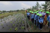 Sejumlah siswa Sekolah Dasar belajar mengenal mangrove saat kegiatan Eco Outbond Sahabat Mangrove di Arboretum mangrove Karangsong, Indramayu, Jawa Barat, Sabtu (29/7). Kegiatan yang digelar Pertamina RU VI Balongan itu bertujuan untuk mengenalkan sekaligus upaya pelestarian lingkungan dan pendidikan tentang mangrove bagi generasi muda untuk lebih mencintai lingkungan. ANTARA FOTO/Dedhez Anggara/pras/17.