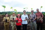 Gubernur Kalbar Cornelis (kedua kiri), Ketua Dewan Pertimbangan Pengendalian Perubahan Iklim Kementerian Lingkungan Hidup dan Kehutanan (KHLK) Sarwono Kusumaatmadja (kedua kanan), Staf Ahli Menteri Bidang Ekonomi Sumber Daya Alam KLHK, Agus Justianto (ketiga kanan), Penasehat Independen Yayasan Belantara Tachrir Fathoni (kanan), Bupati Landak Karolin Margret Natasa (kiri), dan Ketua Tim Penggerak PKK Kalbar Frederika Cornelis (ketiga kiri) memperlihatkan bibit pohon Kemiri Sunan saat penanaman di Desa Kasturi, Mandor, Kabupaten Landak, Kalimantan Barat, Senin (31/7). Kolaborasi multi pihak antara pemerintah, masyarakat, swasta dan LSM ini bertujuan untuk mengkampanyekan aksi nyata pencegahan perubahan iklim melalui penanaman pohon Kemiri Sunan untuk restorasi dan konservasi hutan serta pengembangan energi terbarukan di Kabupaten Landak, Kalimantan Barat. ANTARA FOTO/Jessica Helena Wuysang/kye/17