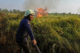 Petugas pemadam kebakaran dibantu Masyarakat Peduli Api (MPA) berusha memadamkan api di dekat perkebunan sawit ketika terjadi kebakaran lahan di Pekanbaru, Riau, Senin (31/7). Kebakaran lahan yang menghanguskan sedikitnya tujuh hektar lahan perkebunan ini diduga disengaja untuk perluasan perkebunan. ANTARA FOTO/Rony Muharrman/ama/17