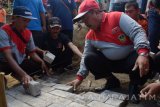 Bupati Madiun Muhtarom (kanan) memasang paving jalan dalam kegiatan Puncak Peringatan Bulan Bhakti Gotong Royong (BBGRM) di Wana wisata Nongko Ijo Kabupaten Madiun, Jawa Timur, Selasa (1/8). Pemkab Madiun berusaha 